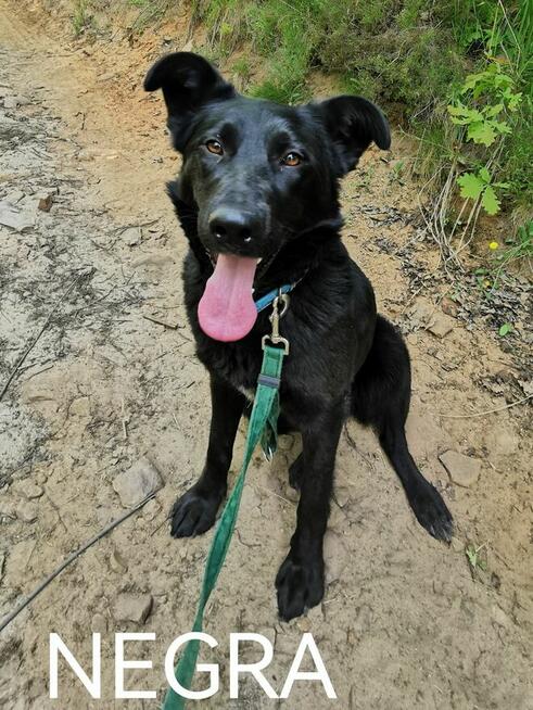 NEGRA młoda suczka poleca się do adopcji