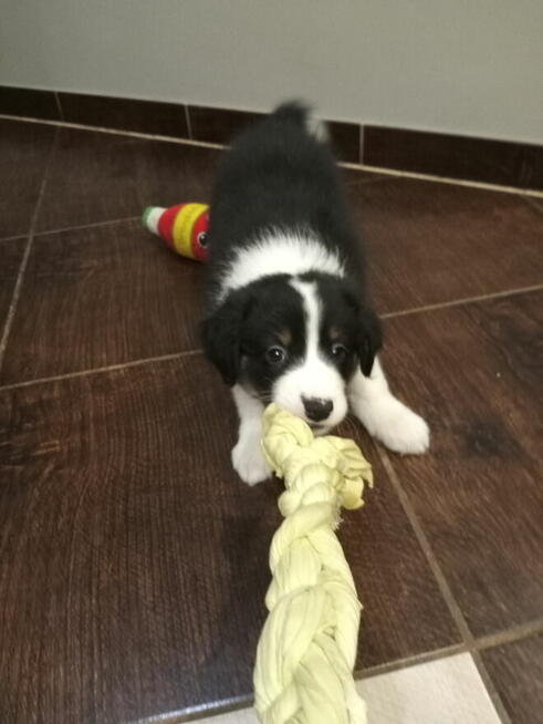 Border Collie