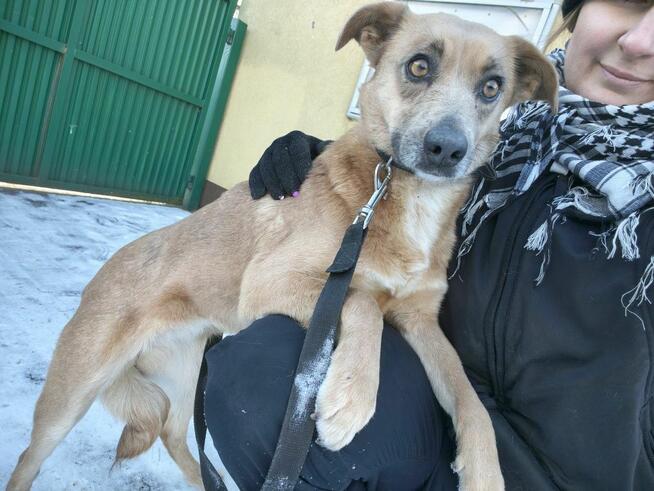 MADZIA łagodna wystraszona sunia szuka domu