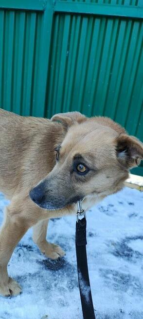 MADZIA łagodna wystraszona sunia szuka domu