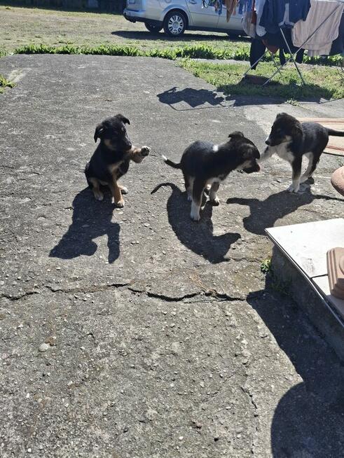 Odam w dobre ręce suczki 3 sztuki