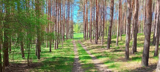 Działka 6005 m², Blisko jeziora i lasu, Inwestycja