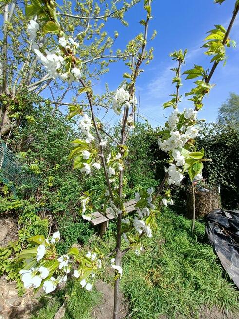 Siedlisko, żyzna gleba, pozwolenie na rozbudowę na 3 budynki