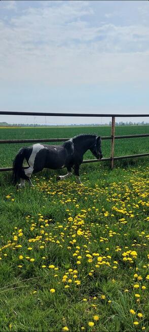 Kuc ogier licencja kryje klacze przekazuje maść