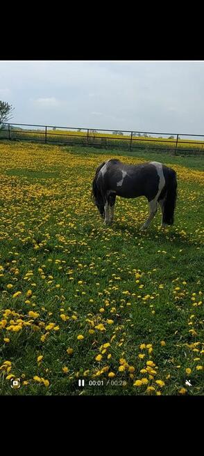 Kuc ogier krycie klaczy zaprasza