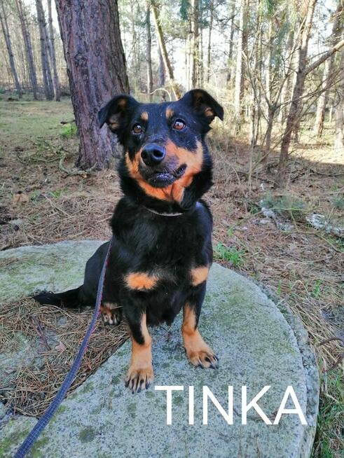 TINKA młoda radosna sunia szuka domu