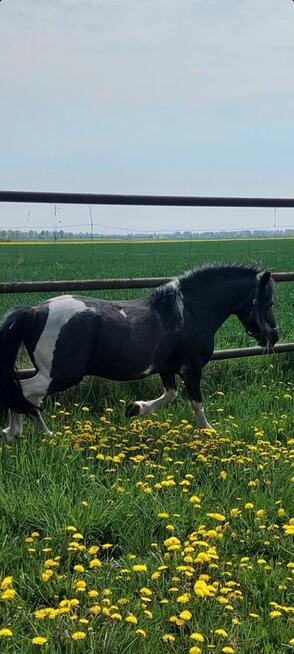 Kuc ogier krycie klaczy zaprasza