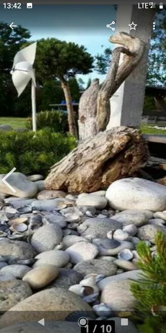 MUSZLE MORSKIE, ogrodowe ozdobne