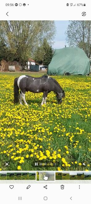 Kuc ogier licencja kryje klacze przekazuje maść