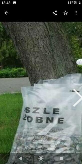 MUSZLE MORSKIE, ogrodowe ozdobne