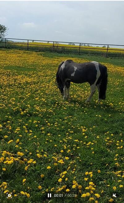 Kuc ogier licencja kryje klacze przekazuje maść