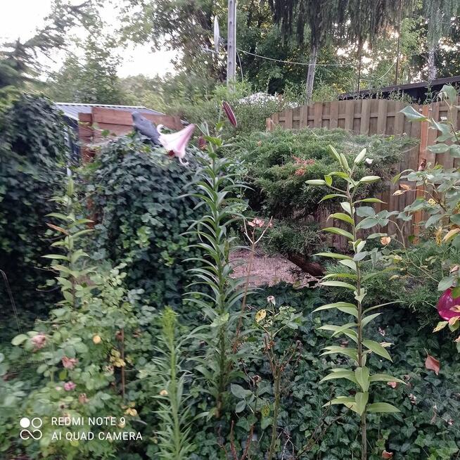 Odstąpię działkę nad Jeziorem Zegrzyńskim