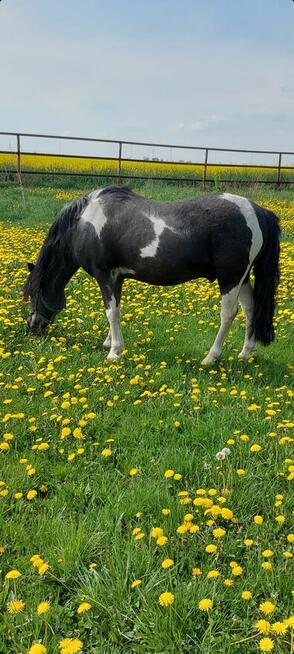 Kuc ogier licencja kryje klacze przekazuje maść