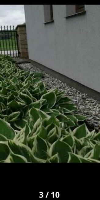 MUSZLE MORSKIE, ogrodowe ozdobne