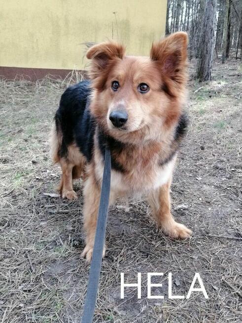 HELA młoda spokojna łagodna suczka szuka domu