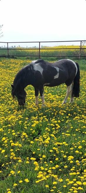 Kuc ogier krycie klaczy zaprasza