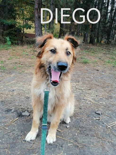 Psy do adopcji. Małe, duże, młode. Dużo piesków do adopcji z