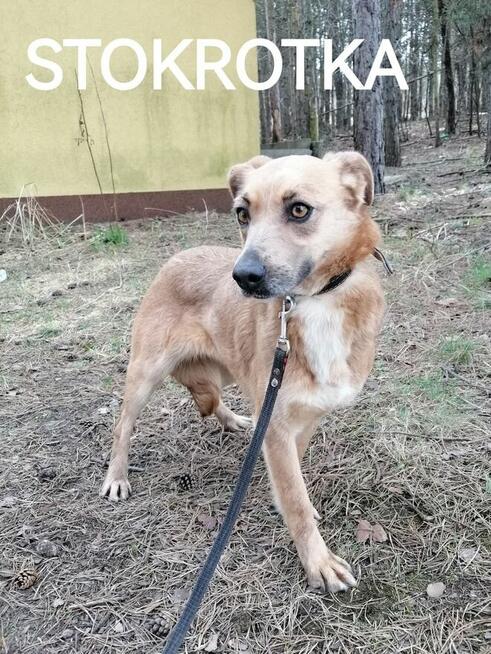 Psy ze schroniska polecają się do adopcji. Adopcje za darmo