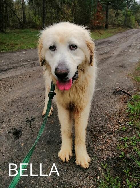 Psy ze schroniska polecają się do adopcji. Adopcje za darmo