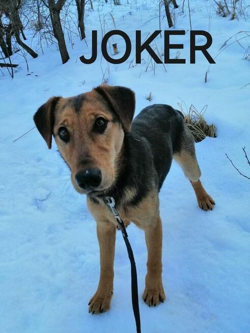 Psy do adopcji. Małe, duże, młode. Dużo piesków do adopcji z