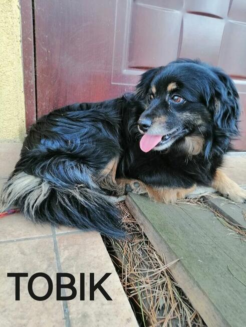 Pieski szukają domów, za darmo