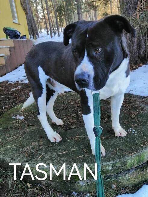 Pieski szukają domów