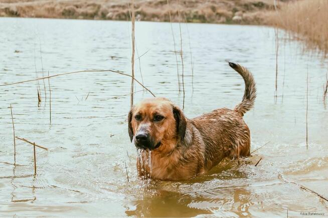 Cheetos-wyrośnięty jamnik do adopcji