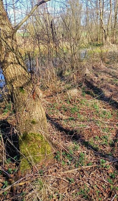 Działka rekreacyjna