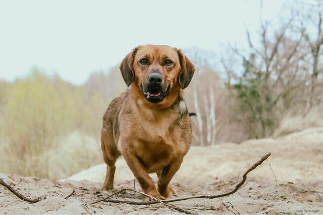 Cheetos-wyrośnięty jamnik do adopcji