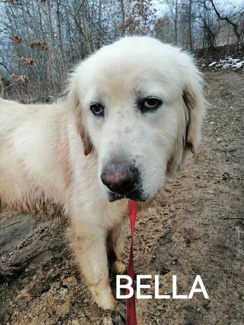 Pieski szukają domów