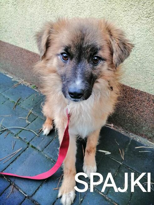 Psy do adopcji. Małe, duże, młode. Dużo piesków do adopcji z