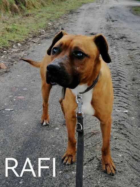 Psy ze schroniska polecają się do adopcji. Adopcje za darmo