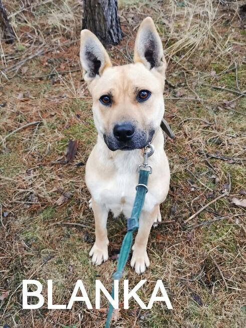 Do adopcji za darmo. Pieski ze schroniska szukają domów