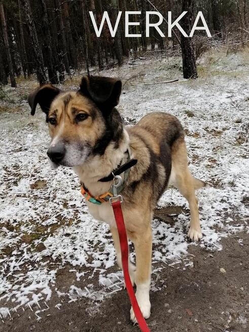 Psy do adopcji. Małe, duże, młode. Dużo piesków do adopcji z