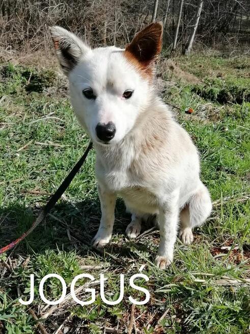 Psy ze schroniska polecają się do adopcji. Adopcje za darmo