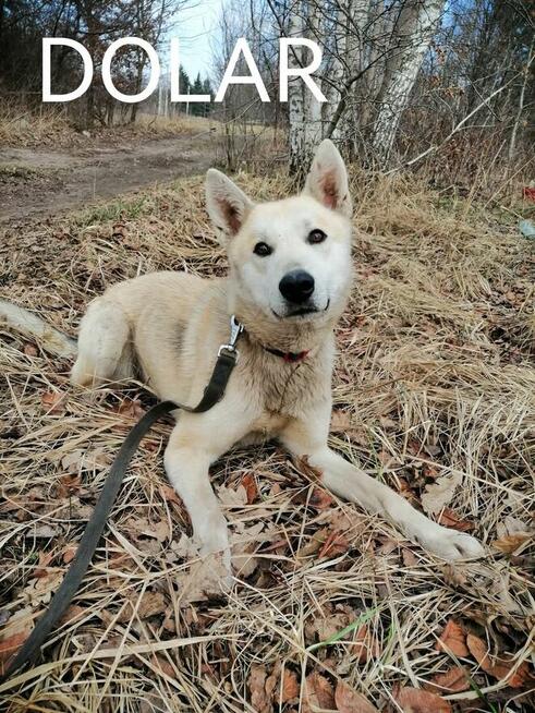 Pieski szukają domów