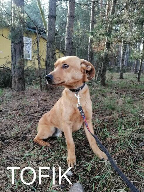 Psy szukają domów. Adopcje za darmo.