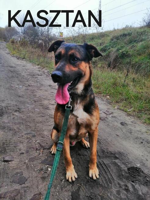 Psy do adopcji. Małe, duże, młode. Dużo piesków do adopcji z