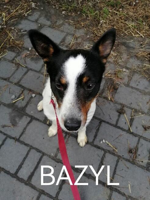 Psy ze schroniska polecają się do adopcji. Adopcje za darmo