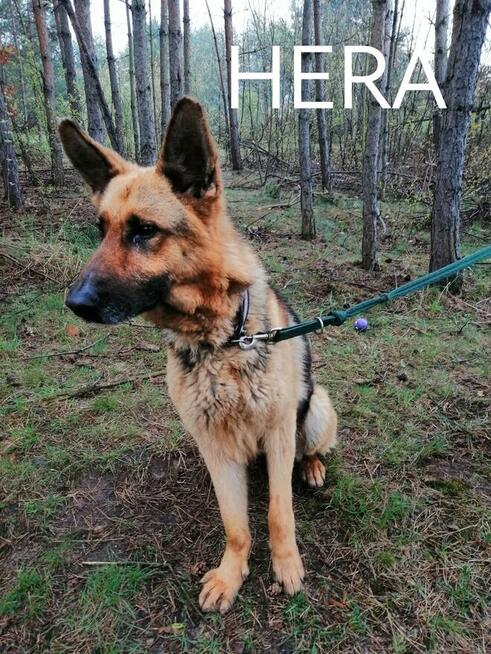 Psy ze schroniska polecają się do adopcji. Adopcje za darmo