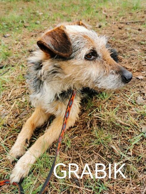 Psy ze schroniska polecają się do adopcji. Adopcje za darmo