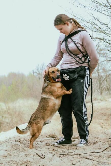 Cheetos-wyrośnięty jamnik do adopcji