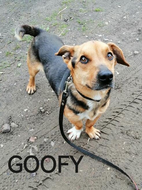 Pieski szukają domów, za darmo