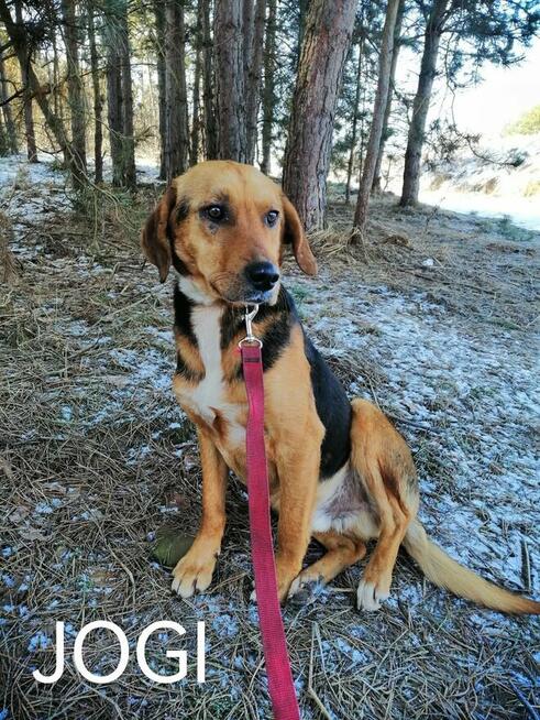 Do adopcji za darmo. Pieski ze schroniska szukają domów