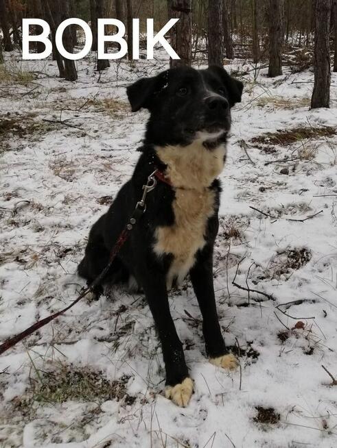 Psy do adopcji. Małe, duże, młode. Dużo piesków do adopcji z