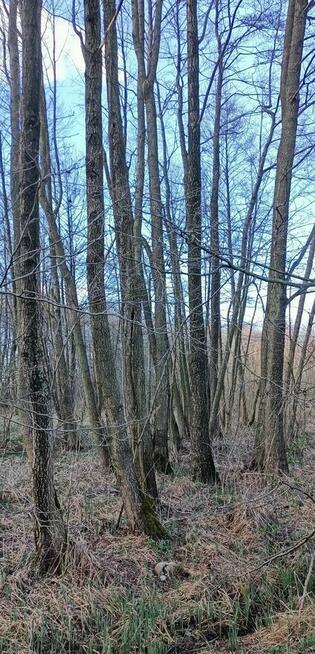 Działka rekreacyjna