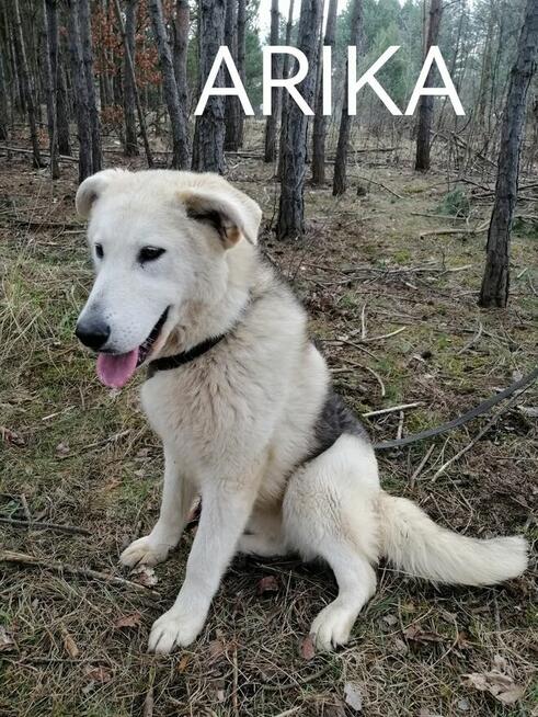 Psy szukają domów. Adopcje za darmo.