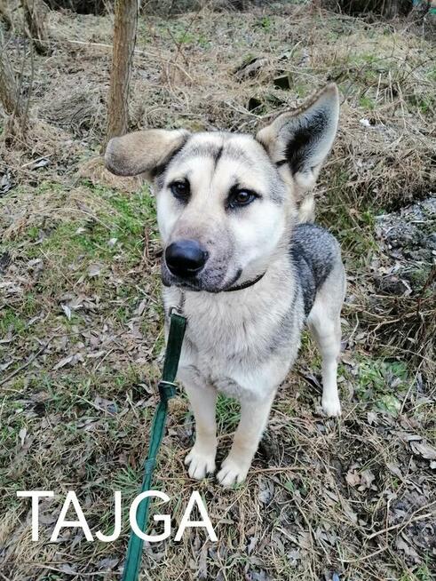 Pieski szukają domów