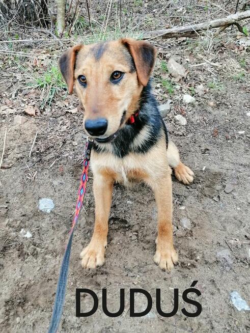 Psy ze schroniska polecają się do adopcji. Adopcje za darmo