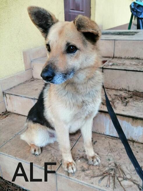 Psy szukają domów. Adopcje za darmo.